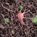 нерви нервни клетки алцхаймер
